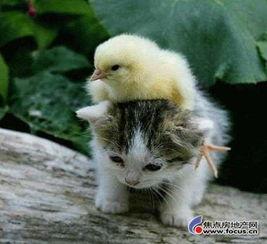 娱乐吃瓜小猫咪小说免费阅读